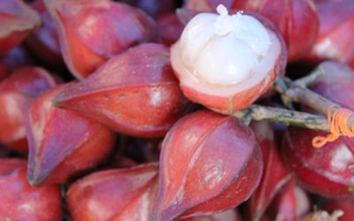 Belimbing merah isinya putih serta pokoknya tumbuh setinggi 10 meter