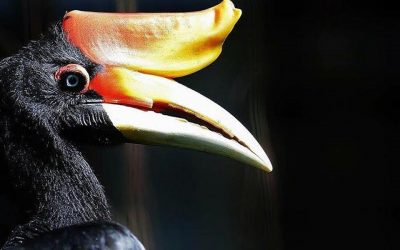 Ini antara sebab kenapa Burung Kenyalang jadi simbol rasmi Sarawak