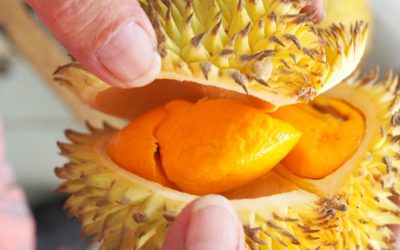 Durian Hitan bersaiz kecil berkrim yang boleh ditemui di Kuching