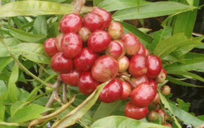Ada satu kawasan di Sarawak dinamakan sempena nama buah Engkilili