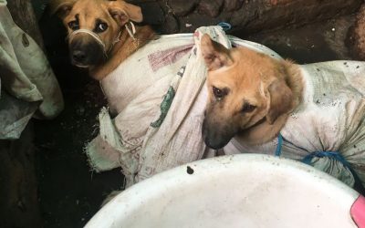 Ganti suntikan kepada umpan untuk tangani rabies di Sarawak