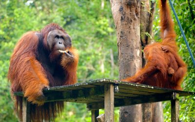 Dua pelancong Eropah hilang di Pusat Hidupan Liar Semenggok
