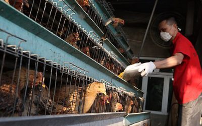 Belum habis koronavirus, 4,500 ekor ayam mati di Hunan akibat virus H5N1