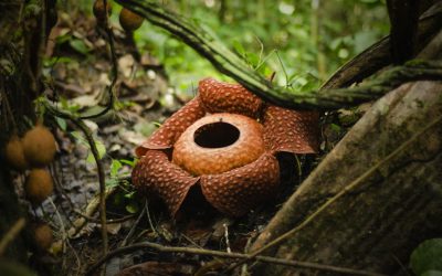 Ini cara terbaik untuk tengok bunga rafflesia mekar di Gunung Gading!