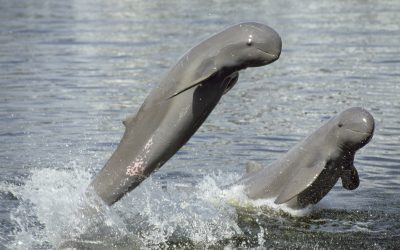 Di Santubong, anda boleh lihat ikan lumba-lumba Irrawaddy yang rare!