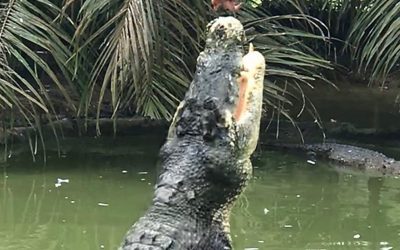 Boleh tengok rahang buaya depan depan di Taman Buaya Jong!