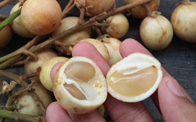 Kenapa buah rambai tidak begitu diminati ramai berbanding langsat?