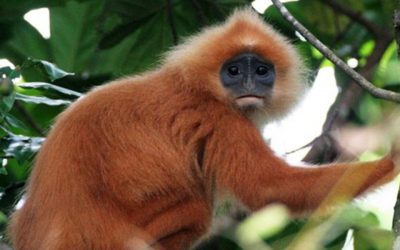Monyet tercantik di dunia ini hanya terdapat di Taman Negara Maludam