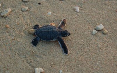 Tiga pulau kecil di ini dikenali sebagai Kepulauan Penyu Sarawak!