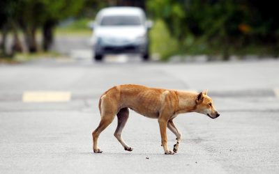 Gadis Sibu berusia lima tahun maut, kes gigitan rabies pertama di Sarawak tahun ini