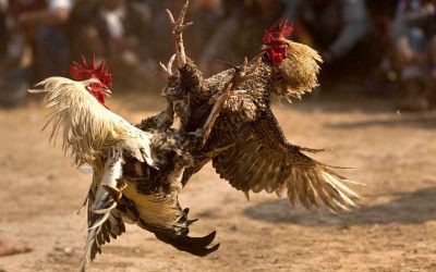Sabung ayam jadi alasan orang yang ditangkap kerana langgar PKP di Sarawak