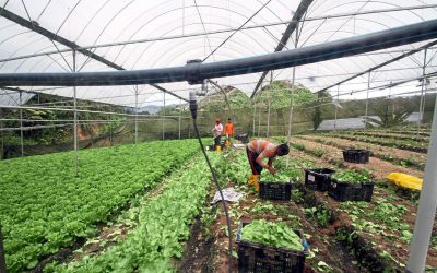 Penyewa tanah di Sarawak dapat diskaun 30% untuk tahun 2020