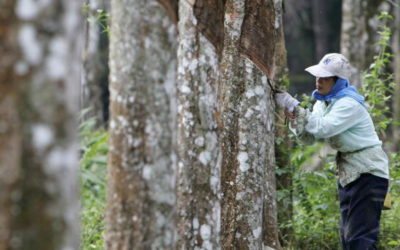 Sarawak tambah insentif 50 sen sekilogram untuk bantu para pekebun getah
