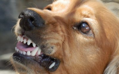 Kampung Tian di Mukah dicatatkan sebagai kawasan baru jangkitan rabies