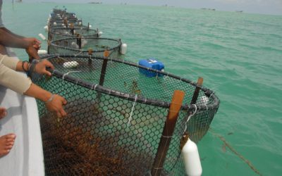Memohan kerajaan longgarkan akta perikanan, agar nelayan Sarawak lebih berdaya