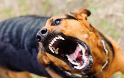 Lelaki berusia 62 tahun dari Sibu mangsa baru maut rabies, jumlah kini 23 orang