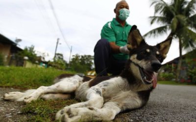 Rabies di Sarawak masih terkawal, lebih 9,000 anjing telah divaksin