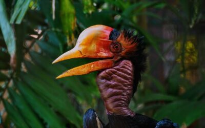 Burung Enggang Bertopi di Sarawak kini diancam kepupusan kerana pemburuan